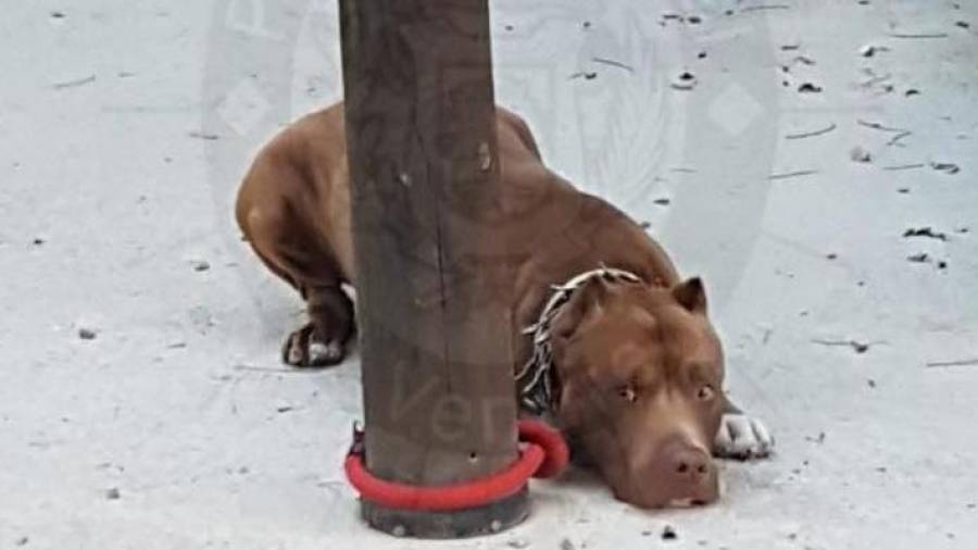 El perro estaba atado en un poste. F: POLICIA LOCAL VENDRELL