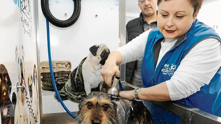 Cinta Cortés, lavando un perro en la franquicia recién llegada a Reus de I Love Dog Wash. Foto: A. Mariné