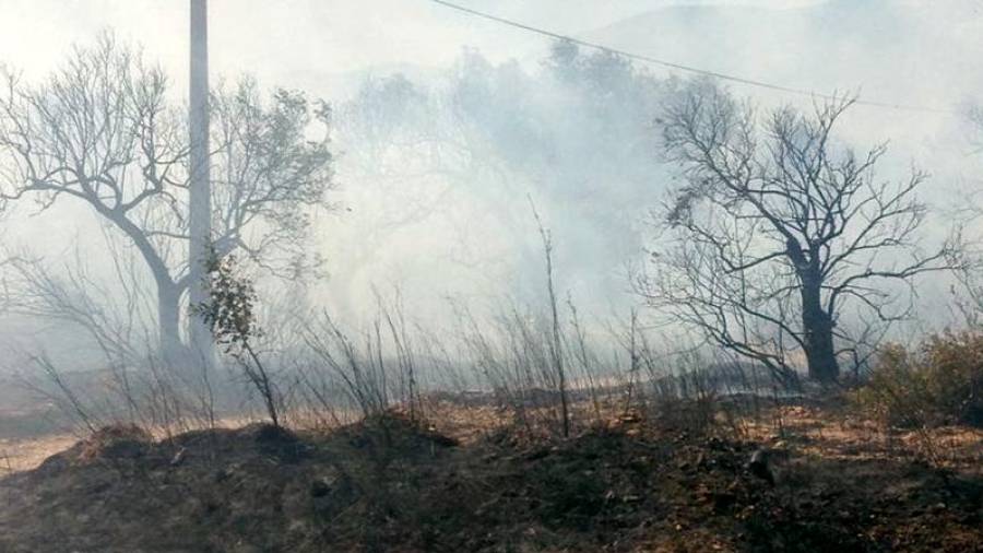 Vegetació cremada en l'incendi a tocar de la platja d'Atzavara, a Alcanar. Foto: ACN