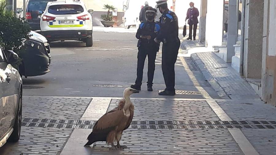 El ejemplar de buitre común en Riudoms. FOTO: Alba Mariné