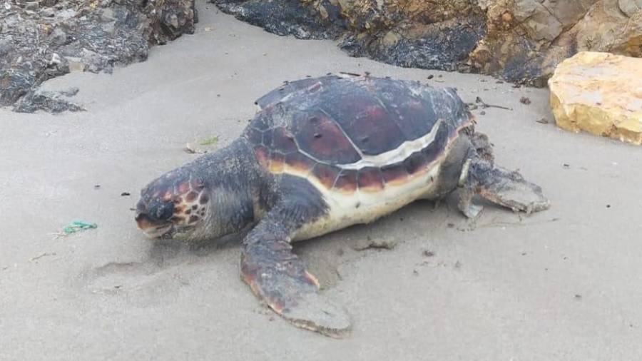 El ejemplar de tortuga encontrado en la arena de la playa de La Pineda. FOTO: Cedida