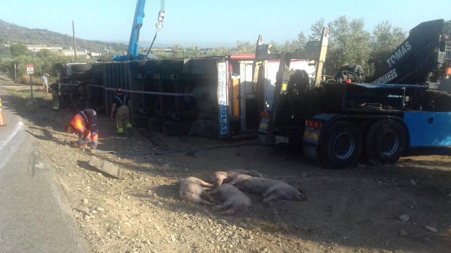 El camió bolcat ahir a la tarda. Davant, quatre porcs morts. Foto: DT
