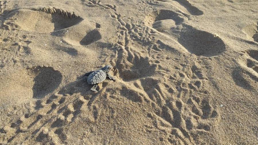Una tortugueta repta per la sorra en busca de l'aigua de mar. FOTO: DT