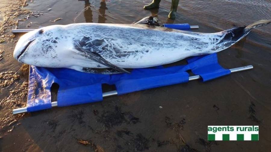 Imatge del dofí cap d´olla que ahir va morir a la platja de Riumar, al delta de l´Ebre. Foto: Agents Rurals