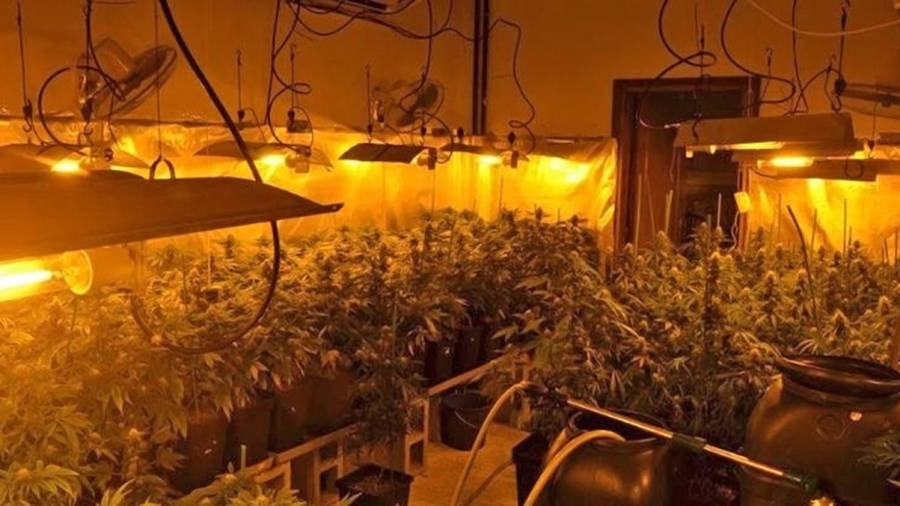 Plantación de marihuana hallada por los agentes en el local de la entidad. FOTO: DT