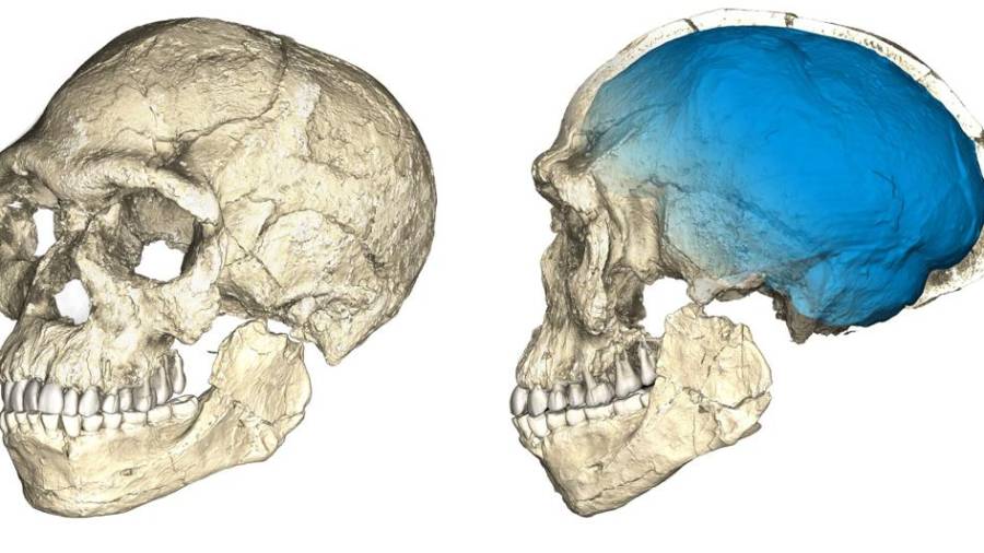 Reconstrucción del cráneo de los primeros Homo sapiens a partir de fósiles de hace 315.000 años hallados en el yacimiento de Jebel Irhoud (Marruecos) (MPI EVA Leipzig)