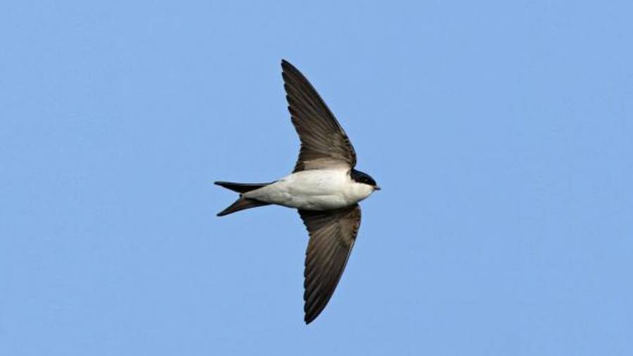 Golondrina cola blanca.