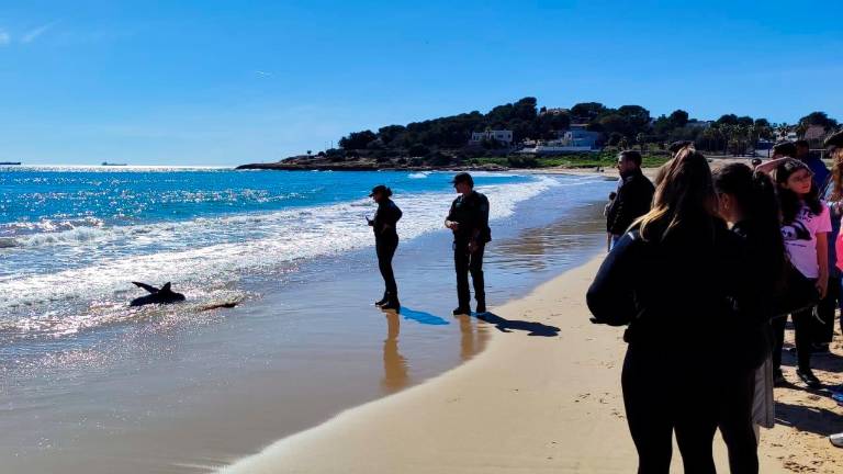 El tiburón en la playa de L’Arrabassada: Foto: Iván Varela