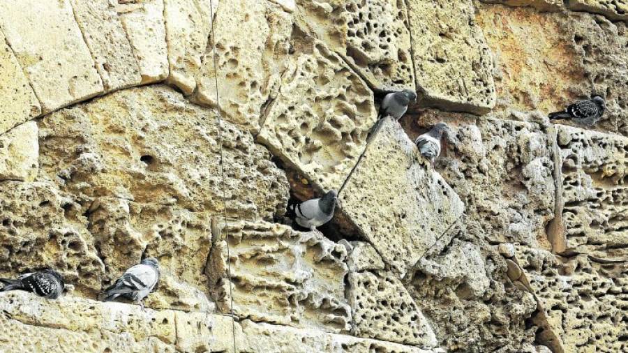 Las aves descansan entre las piedras, donde a menudo incluso construyen sus nidos, de forma que su presencia hace que los agujeros se vayan haciendo más gruesos. Foto: Lluís Milián